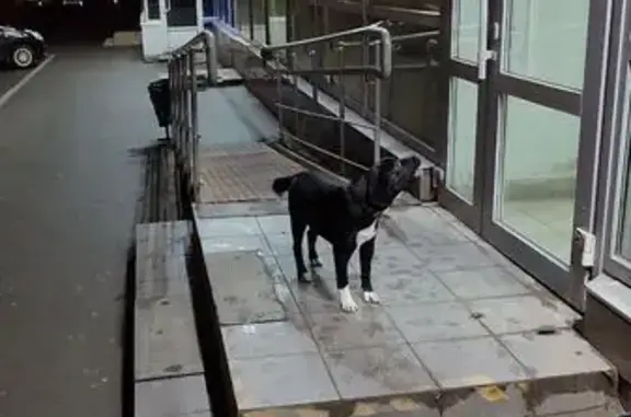 Найдена собака, Волгоград, фото: Найдена собака, Рабоче-Крестьянская улица, 39, Волгоград - чёрная с белыми пятнами