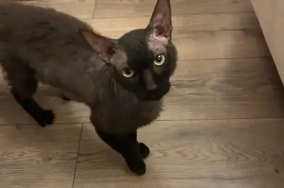 Найдена кошка, Таганрог, фото: Найден кот, Северная площадь, 3-2, городской округ Таганрог - ласковый, темно-серый