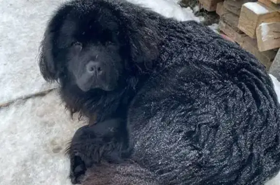 Пропал собака, Дульная улица, 18, Тула - чёрный, большой - photo