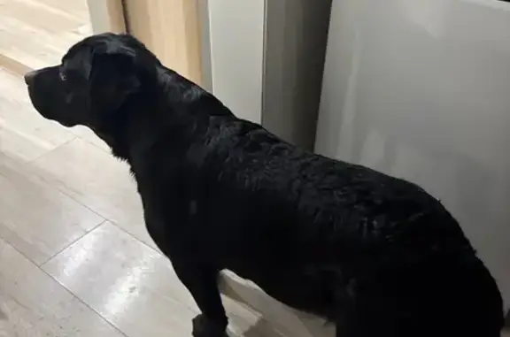 Найдена собака, Новосибирск, фото: Найдена собака, женский пол, улица Кирова, 242, Новосибирск