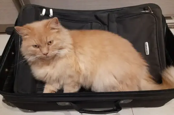 Пропал кот, 1-я Большая Окружная улица, Калининград - рыжий пушистый, 4 года - photo