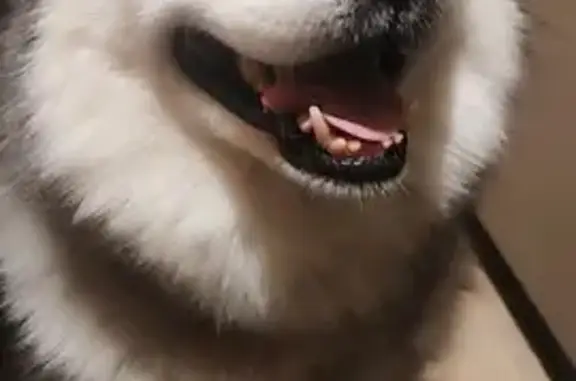 Найдена собака, Тамбов, фото: Найден собака, Московская улица, городской округ Тамбов - хаски, возможно маламут