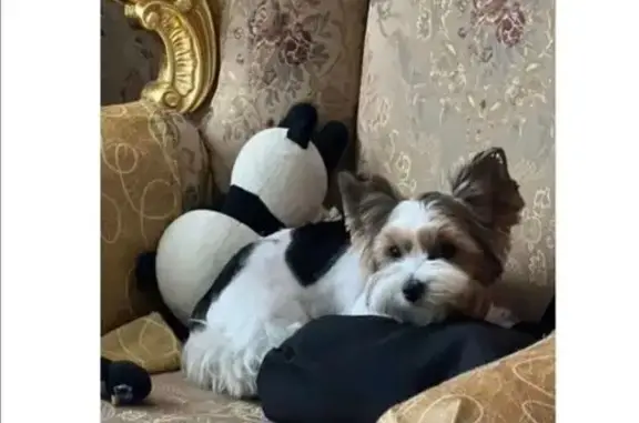 Пропала собака, Встречная улица, 97А, Ростов-на-Дону - Бивер Йорк терьер - photo