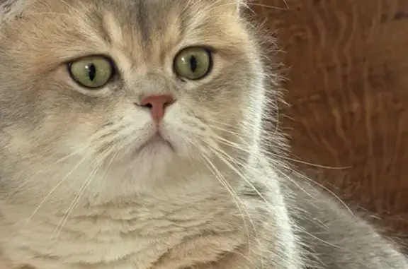 Пропал кот, Лавы, Липецкая область - светло-серый с крупными глазами - photo