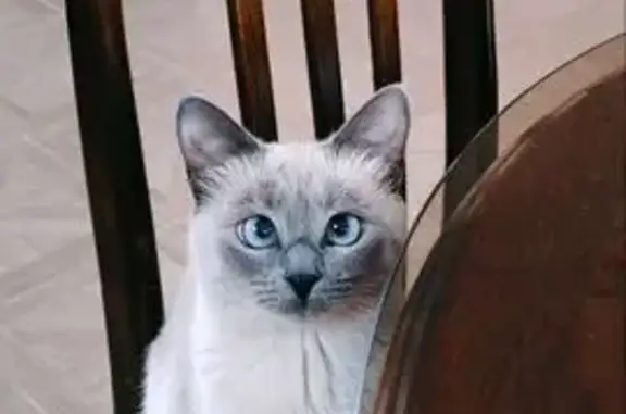 Пропала кошка, Нижний Новгород, тайская порода, без ошейника - photo