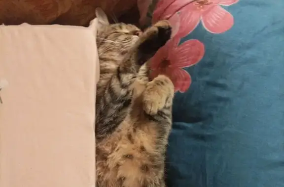 Пропал кот, Плоское, Белгородская область - ласковый и игривый - photo