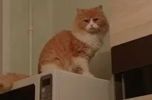 Пропал кот, 1-я Парковая улица, 3, Лиски - рыже-белый, пушистый - photo