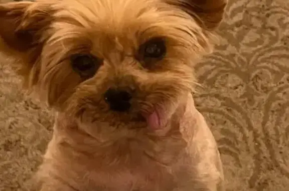 Пропала собака, проспект Луначарского, Санкт-Петербург - йоркширский терьер, короткостриженная - photo