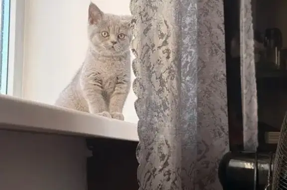 Кошки потеряшки, Череповец, фото: Потеряшка британский котенок, улица Краснодонцев, 28, Череповец