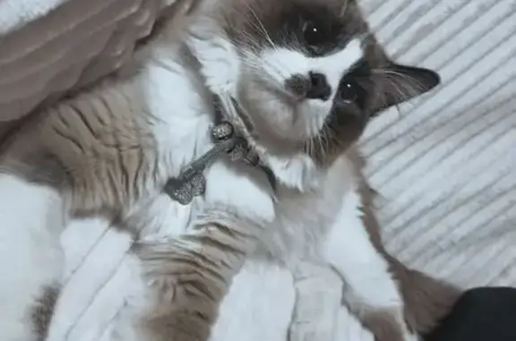 Пропал кот, Лесная улица, 13Д, Элиста - белый с пятнами, порода регдолл - photo