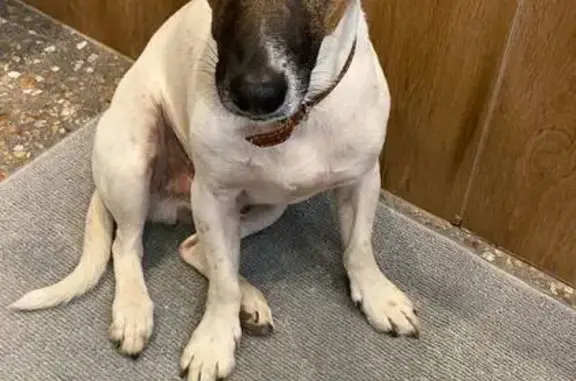 Пропал собака, Вача, Нижегородская область - пятно в виде сердца - photo