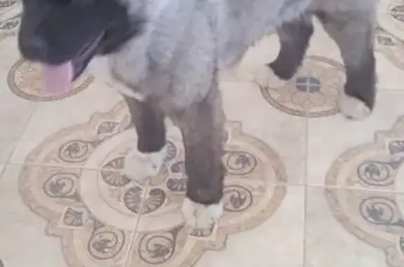 Найдена собака, Солнечногорск, фото: Найдена собака, Центральная улица, 17, Солнечногорск - американская акита, щенок