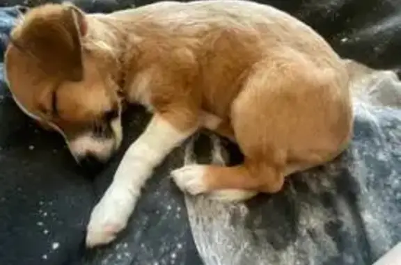 Пропала собака, девочка, Большой проспект В.О., 59, Санкт-Петербург - щенок 4 месяца - photo