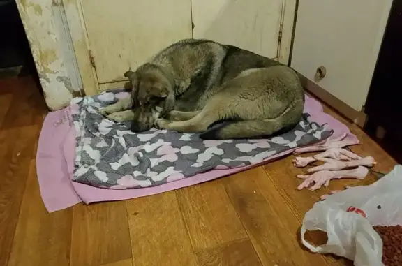 Найдена собака, Красногорск, фото: Найден собака, мужской, Ильинское шоссе, 4, Красногорск - ласковый ручной пёс