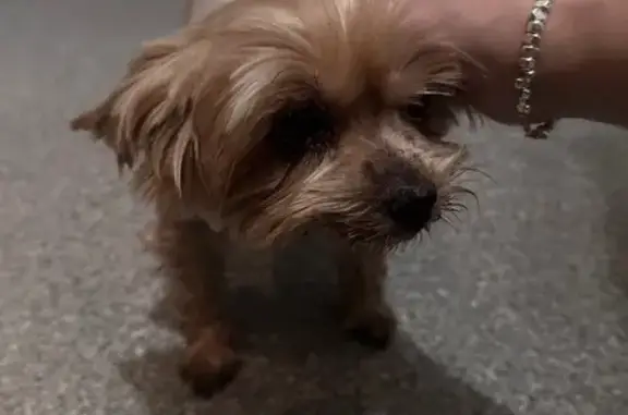 Найдена собака, Санкт-Петербург, фото: Найдена собака, улица Демьяна Бедного, 8 к1, Санкт-Петербург - старенькая йоркширский терьер