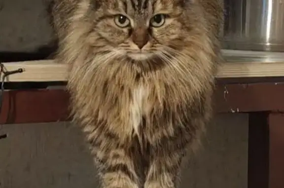 Пропал кот, Сенькино, Марий Эл - пушистый с чёрным кончиком хвоста - photo