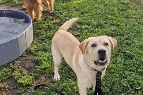 Пропал собака, мужской, Кавалерийская улица, Иваново - бежевый с чёрным ошейником - photo