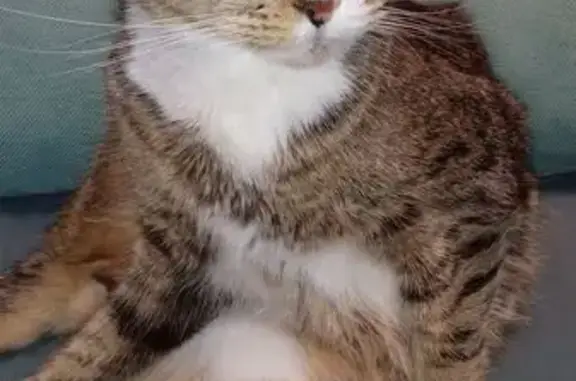 Пропала кошка, проспект Большевиков, 40, Санкт-Петербург - белые лапки - photo