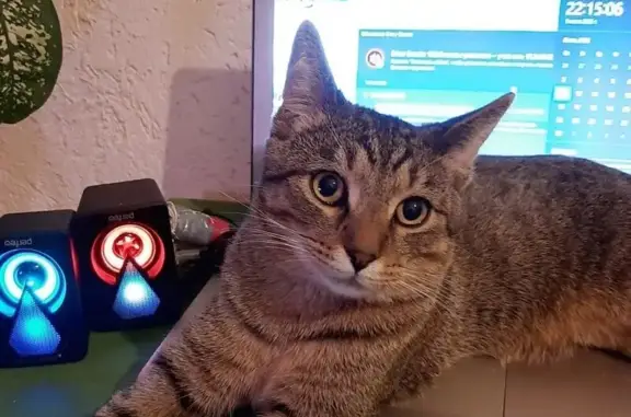 Пропал кот, Походный проезд, 23, Москва - молодой, не кастрирован - photo