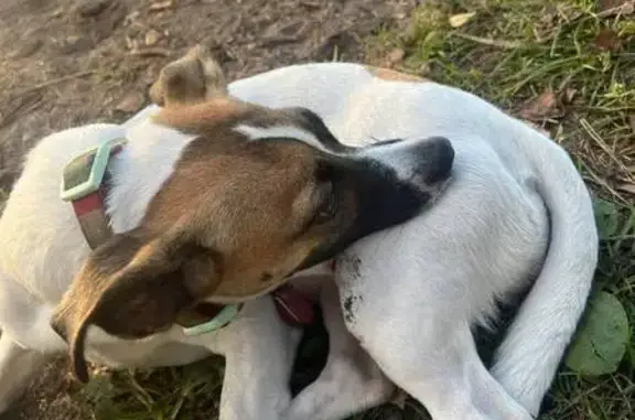 Пропала собака, Невский путепровод, Санкт-Петербург - девочка Джек Рассел - photo