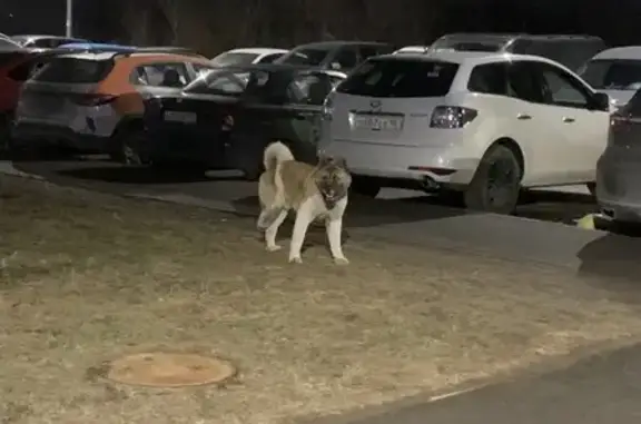 Найдена собака, Бугры, фото: Найден собака, мужской, Тихая улица, 3 к3, Бугры - очень крупная, без правой задней лапы
