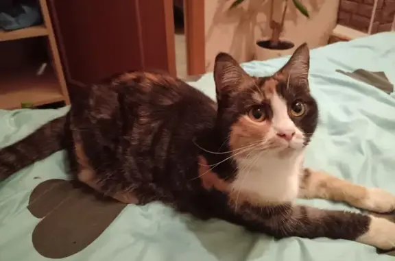 Пропала кошка, Белогостицы, Ростов - трёхцветная и ласковая - photo