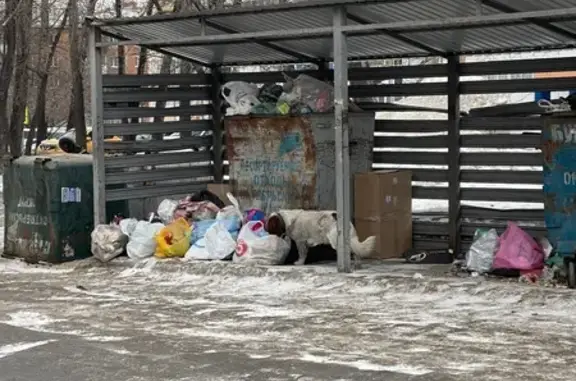 Найденные животные Иркутск, фото: Найдена собака, Байкальская улица, 188/1, Иркутск - ошейник и рана на боку