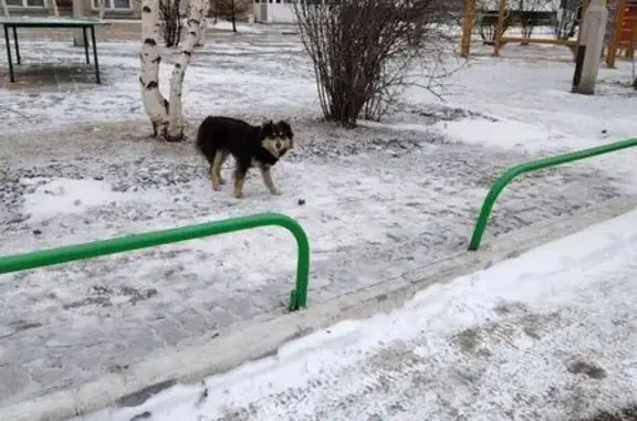 Найдена собака, Светлогорская улица, Красноярск - напугана, без ошейника - photo