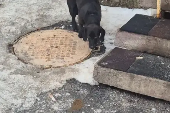 Найдена собака, Уфа, фото: Найден собака, улица Менделеева, 217, Уфа - коричнево-голубой ошейник с подвеской