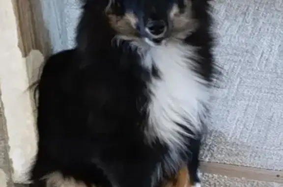 Пропал собака, Перекопский городок, Владимир - трёхцветный щенок шелти - photo