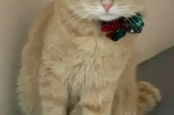 Пропал кот, улица Академика РАН Х.М.Миначева, Чебоксары - молочно-персиковый, серый ошейник - photo