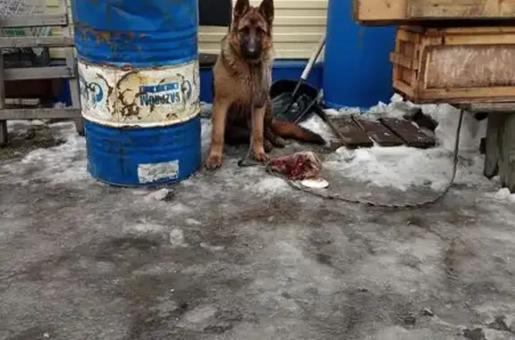 Найдена собака, Омск, фото: Найден собака, улица Карпинского, 44, Омск