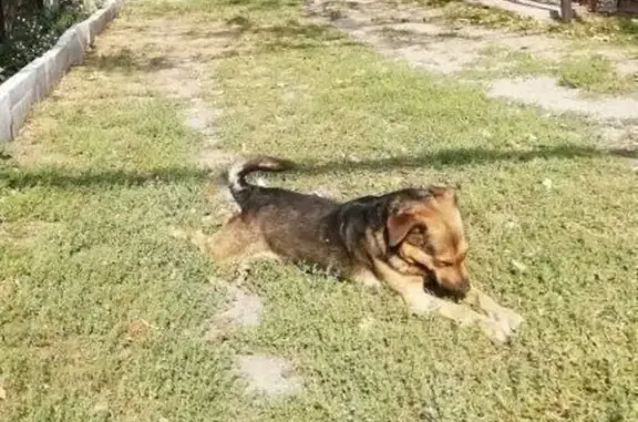 Пропал собака, Красноармейская улица, 12, Светогорск - окрас тёмно-коричневый по спине - photo