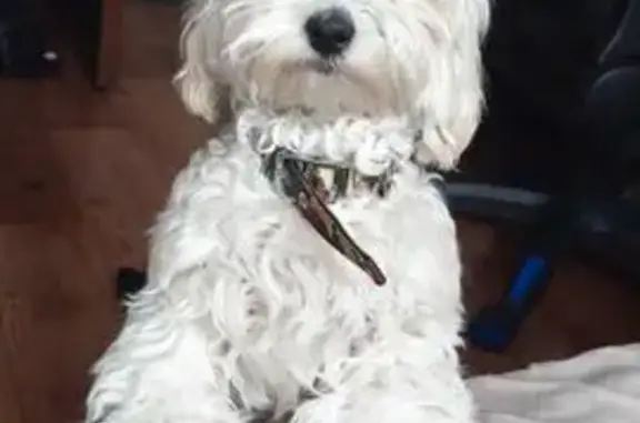 Пропал собака, мужской, Предмостная улица, Новокузнецк - ошейник камуфляжный, пугливый - photo