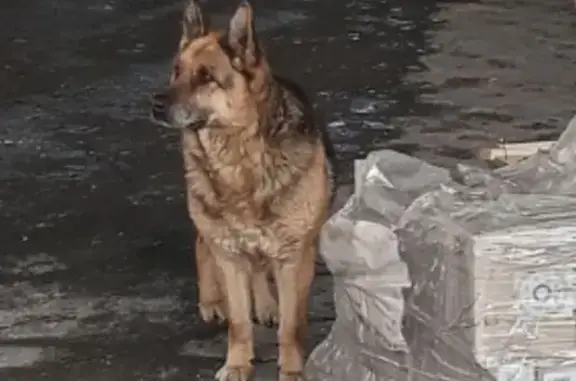 Найдена собака, Барнаул, фото: Найдена собака, женский пол, проспект Строителей, 56Б к Д, Барнаул