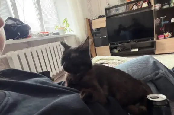 Найдена кошка, проспект Химиков, 52, Нижнекамск - чёрная с белой под шерстью - photo