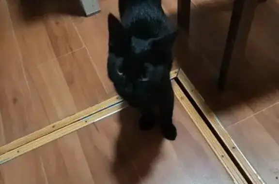 Пропал кот, Тямшанская волость, Псковская область - чёрный с белым усиком - photo