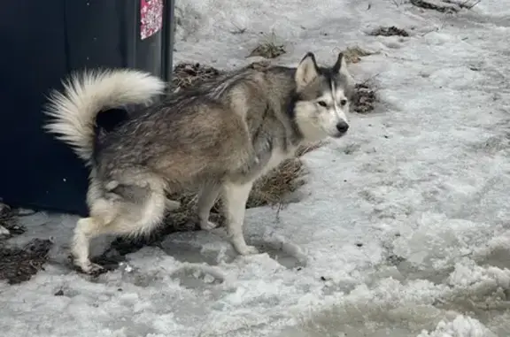 Найденные животные Южно-Сахалинск, фото: Найдена собака, Славянская улица, 4, Южно-Сахалинск - молодая и игривая