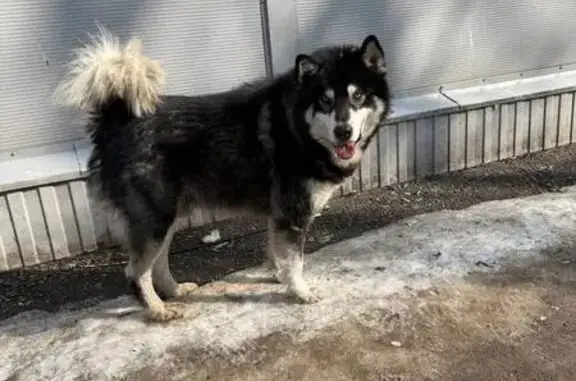 Найдена собака, Дмитровка, фото: Найдена собака, 46К-2150, Дмитровка