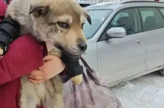 Потерянные животные Екатеринбург, фото: Пропал собака, мужской, Аппаратная улица, 4, Екатеринбург