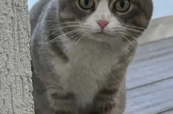 Найдена кошка, Москва, фото: Найдена кошка, Куркинское шоссе, 60, Москва - серая с белым и подпалинами