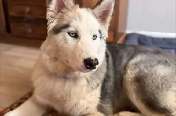 Найдена собака, Саратов, фото: Найдена собака, девочка, Новокрекингская улица, Саратов - хаски