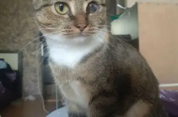 Пропала кошка, улица Ромашина, 33/1, Брянск - трёхцветная с больным глазом - photo