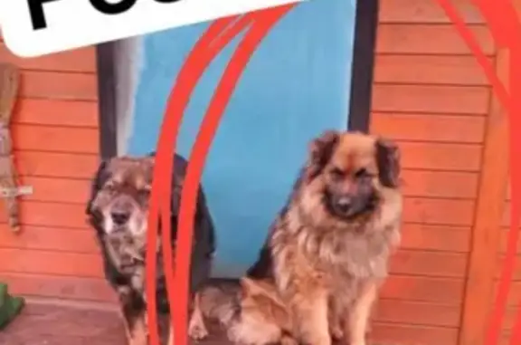 Пропал собака, Богородский городской округ - овчарка с коричневым ошейником - photo