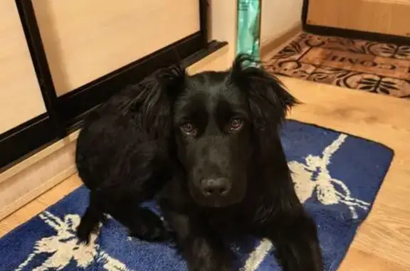 Пропала собака, 6-й Новоузенский проезд, 6, Саратов - щенок около года, чёрный окрас - photo