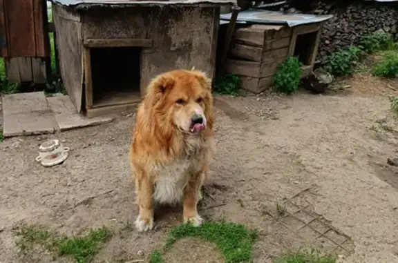 Собаки потеряшки, Березники, фото: Потеряшка собака мужской, рыжий с белым алабай, Березники, Пермский край