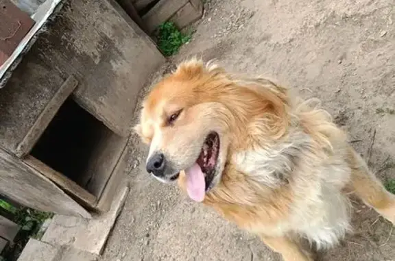 Пропал собака, мужской, Дедюхинская улица, 32, Березники - рыжий - photo