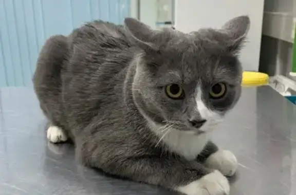 Найдена кошка, Москва, фото: Найден кот, улица Грекова, Москва - серый котик кричал на улице