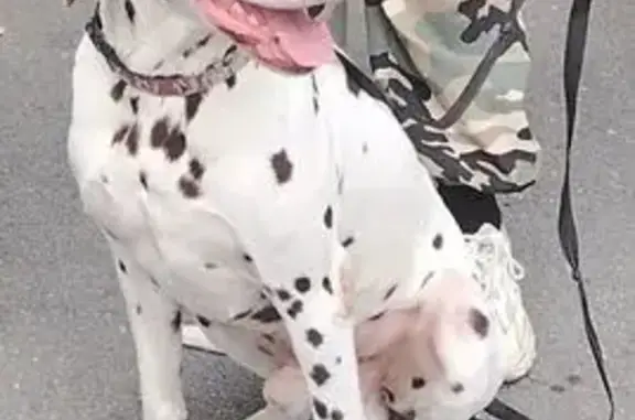 Пропал собака, мужской, Находка, Приморский край - убежал во время прогулки - photo