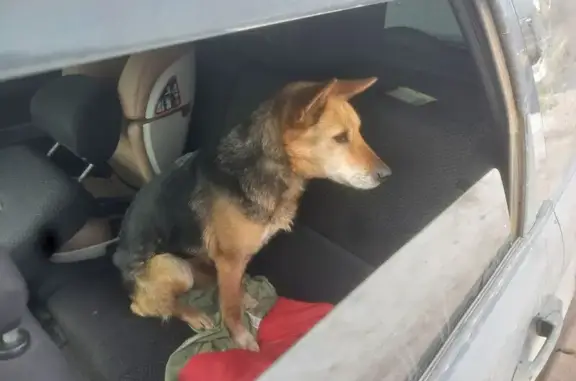 Объявления о пропавших и найденных животных, Альметьевск, фото: Найдена собака, проспект Строителей, 80, Альметьевск - ищет закрытое тёплое пространство